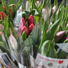 Artikkelbilde til artikkelen Hvordan behandle tulipaner