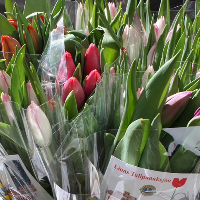 Hvordan behandle tulipaner