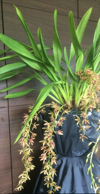 Artikkelbilde til artikkelen Mini Cymbidium