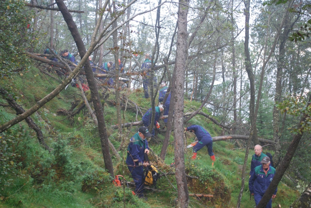 Gjenstridig skog ned mot Skredderdalen. 1.sept (fo