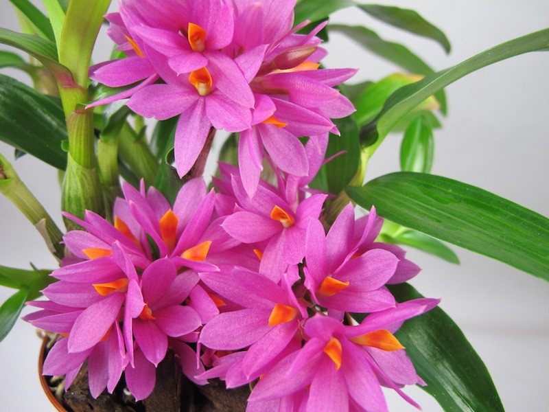 dendrobium_bracteosum_x_laevifolium_1_1.jpg