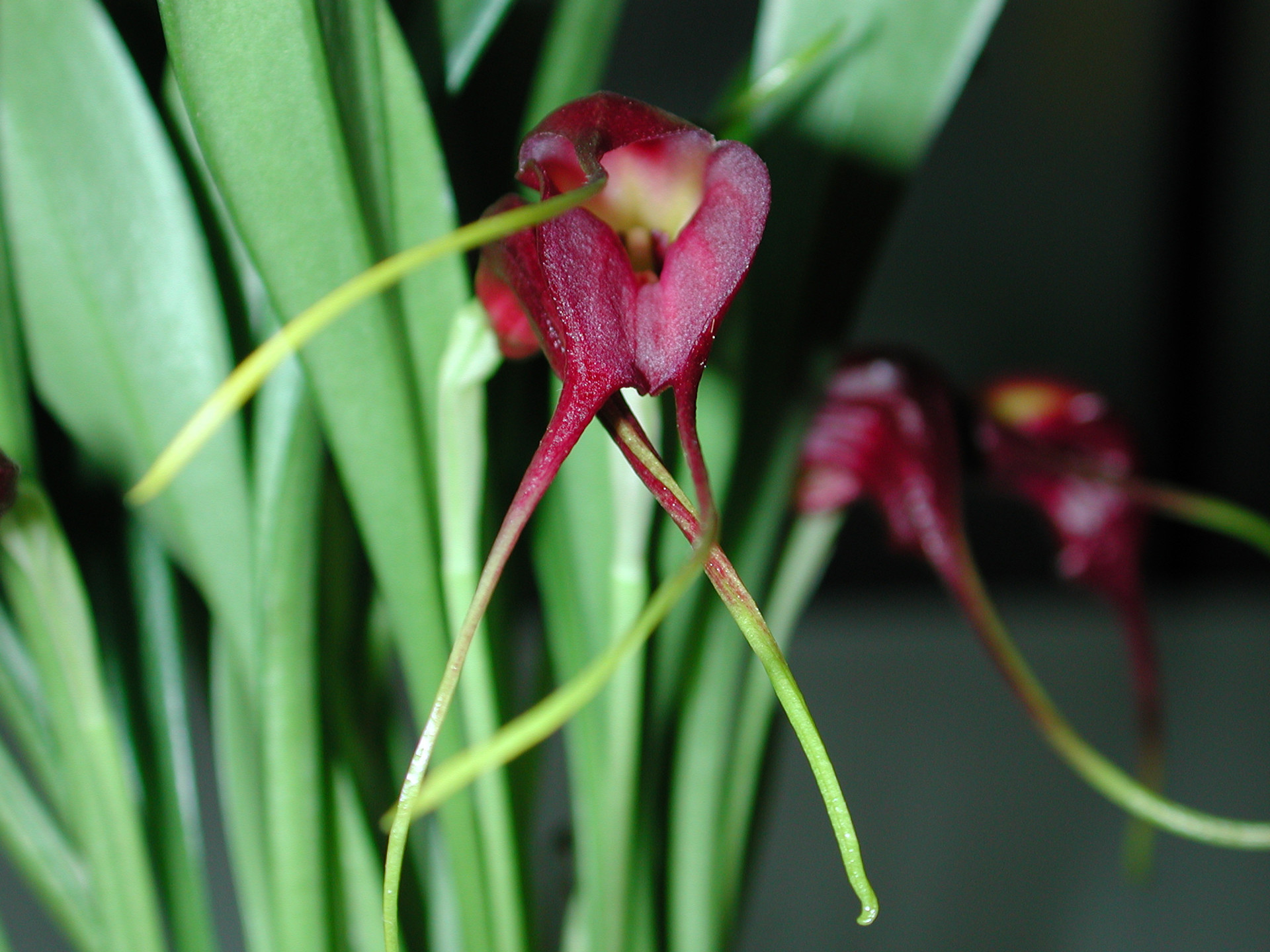 masdevallia_rolfeana.jpg