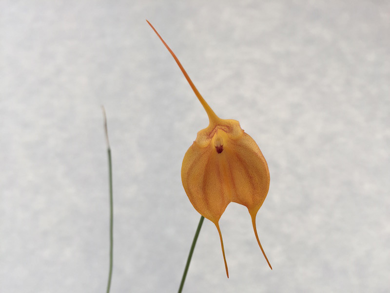 masdevallia_veitcheana_x_infracta.jpg