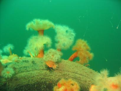 Anemoner.jpg