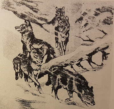 Ulveflokk - fra årbok 1972