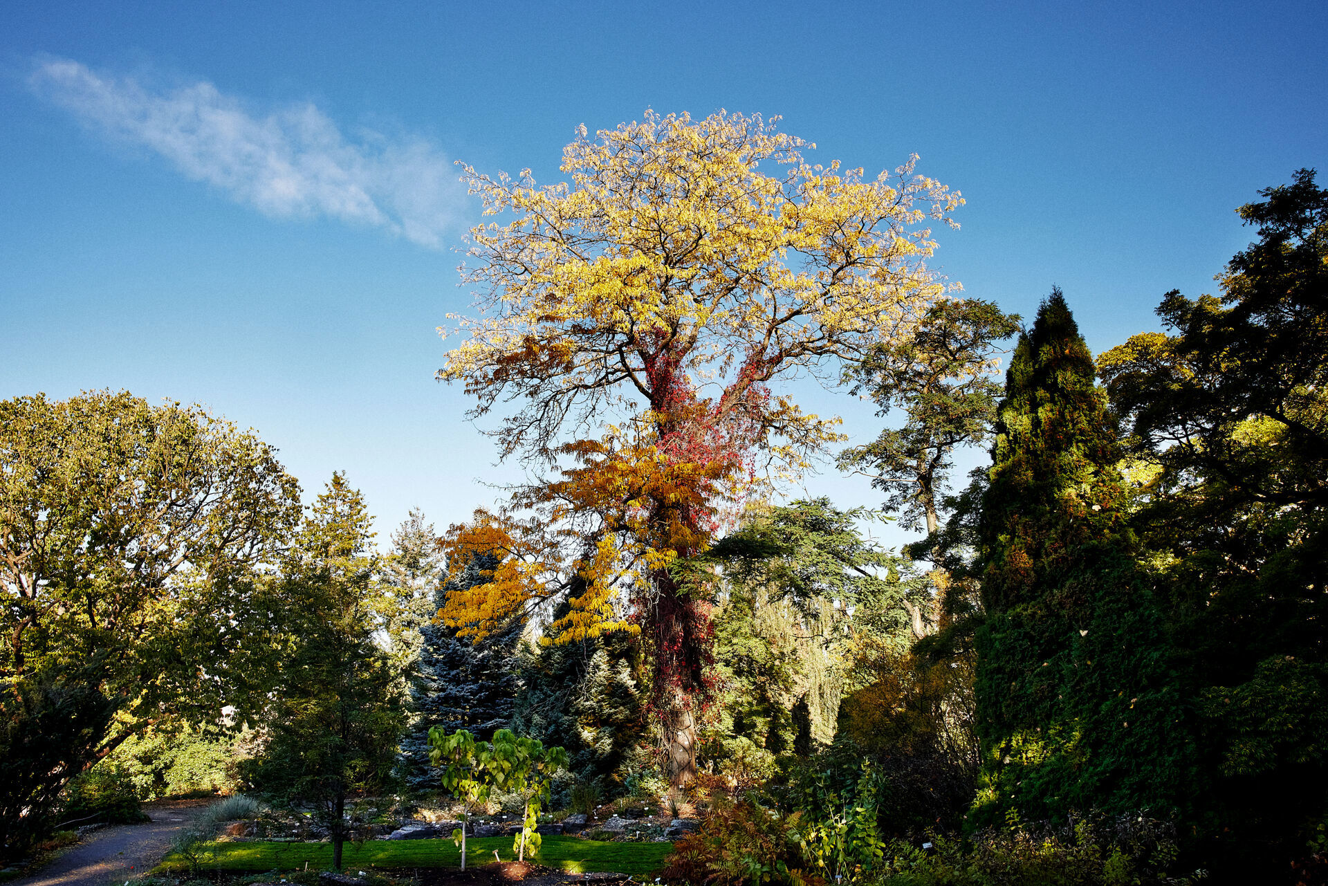 2010-05-11 Tur til den Botaniske Hagen