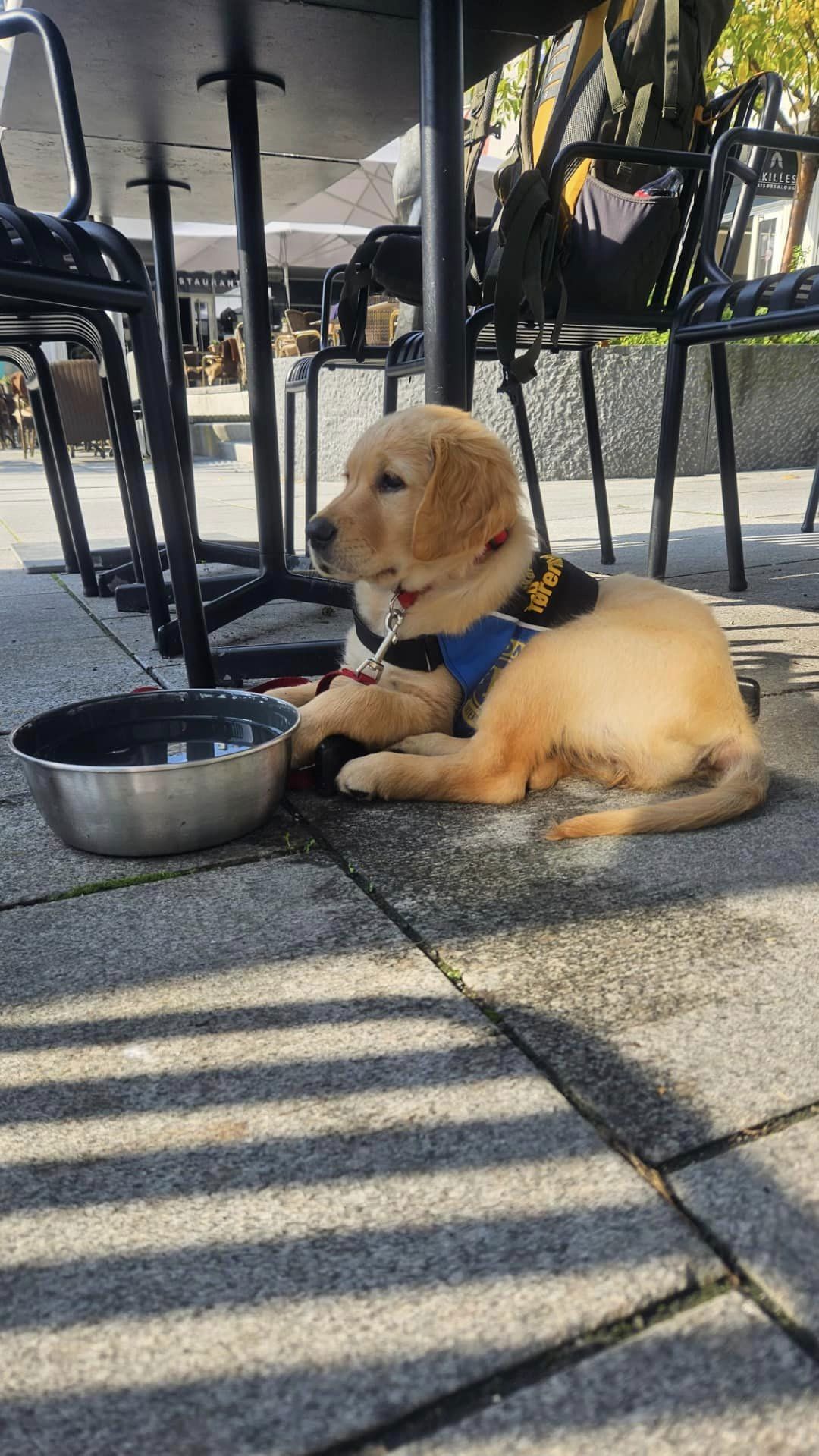 Førerhund sponses av Oslo/Nordstrand