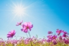 Artikkelbilde til artikkelen Sommerkonkurranse