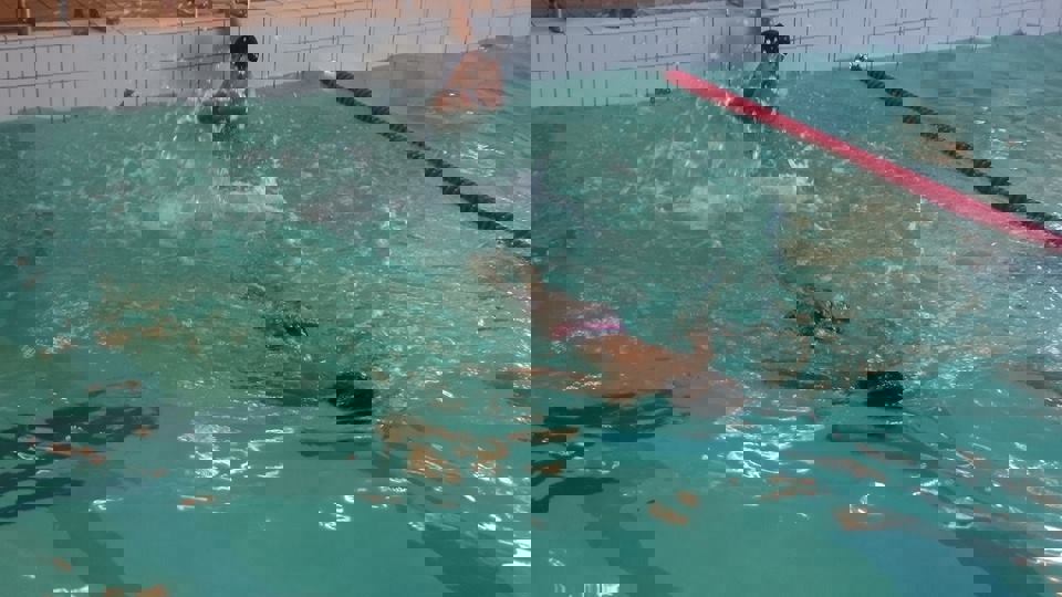 svømmeaksjonen 2014.jpg
