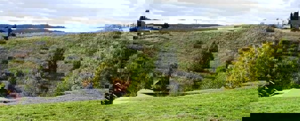 Kjellers bombekratre i kulturminneplanen