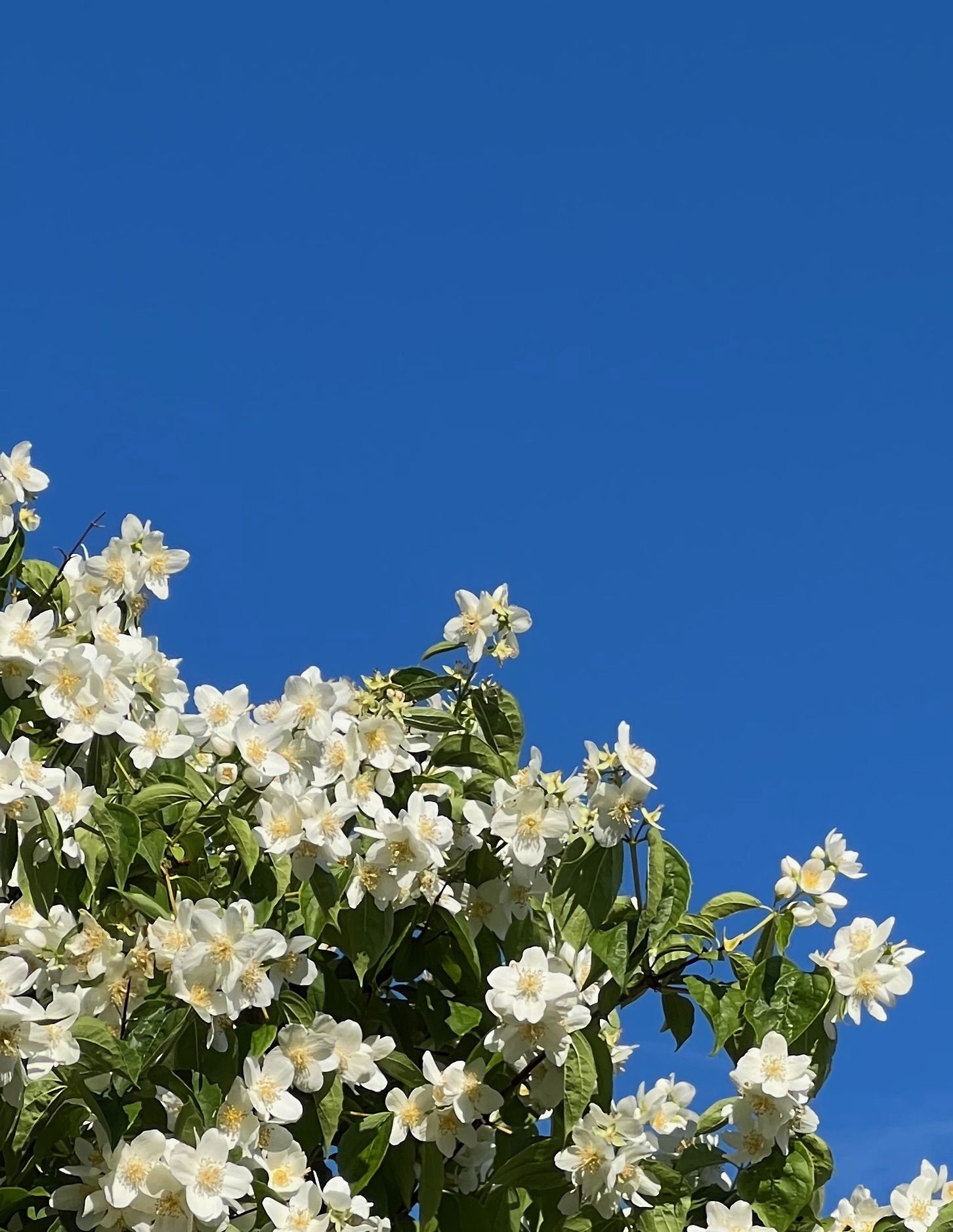 Revisjon av småhusplanen